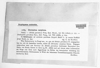 Pezicula carpinea image